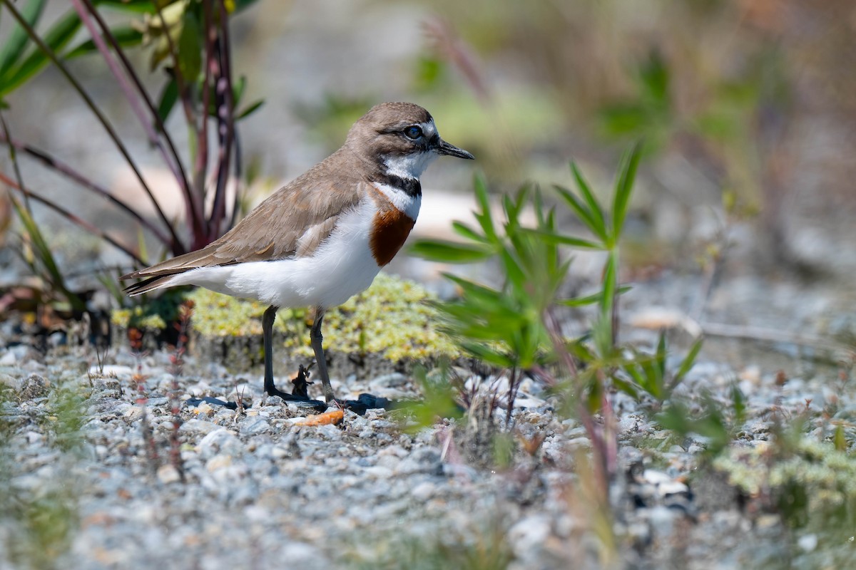 Double-banded Plover - ML642154075