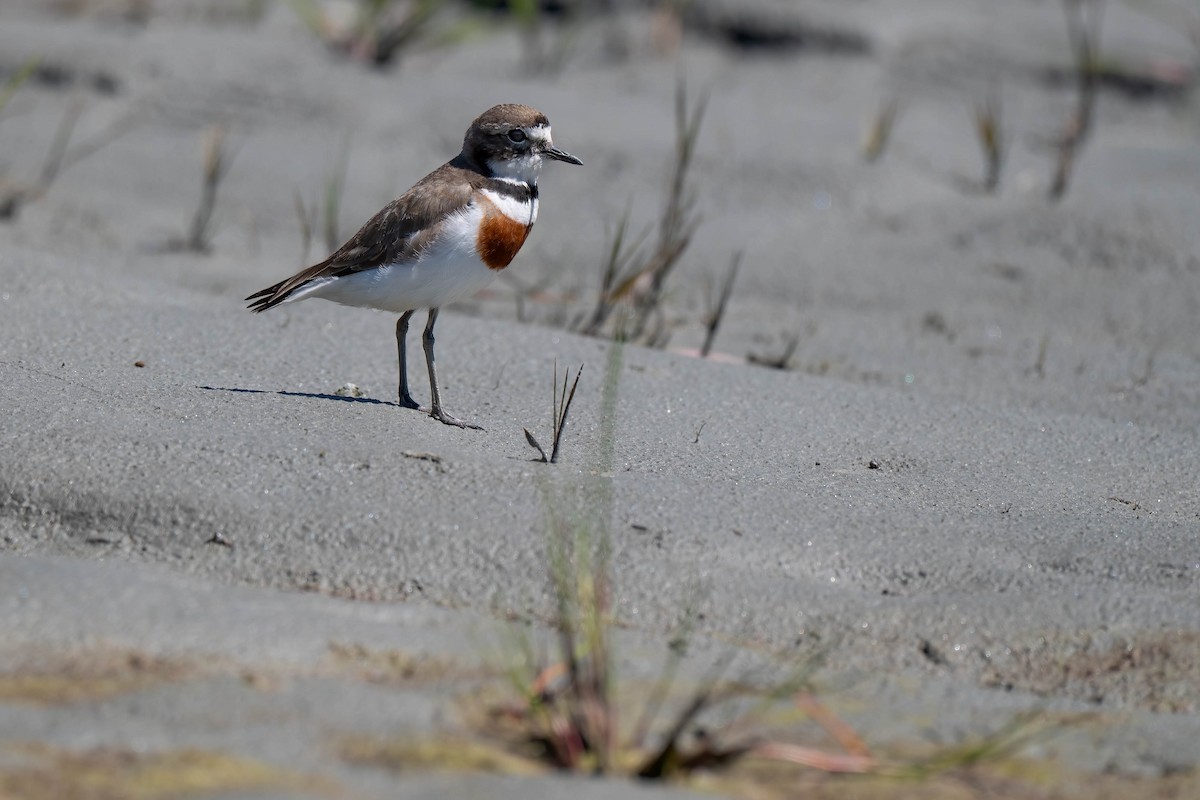 Double-banded Plover - ML642154082