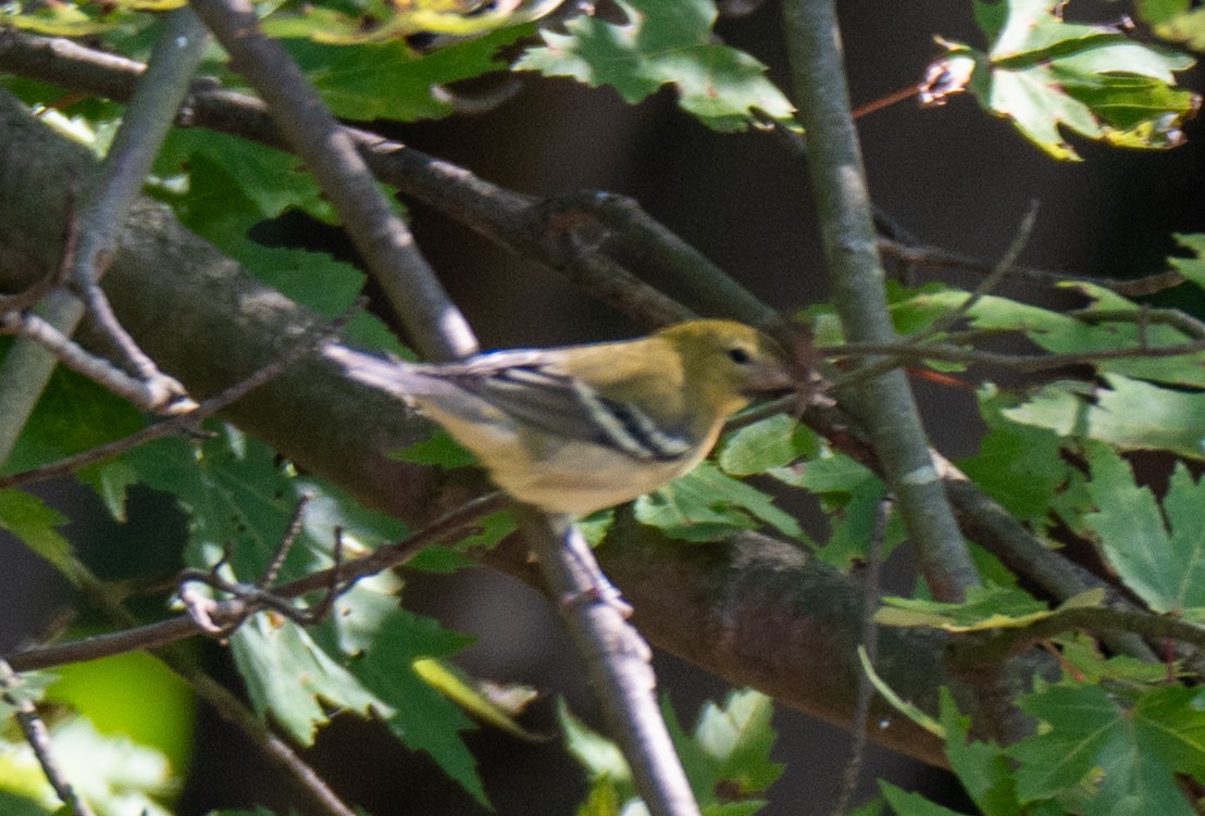 Bay-breasted Warbler - ML642154083