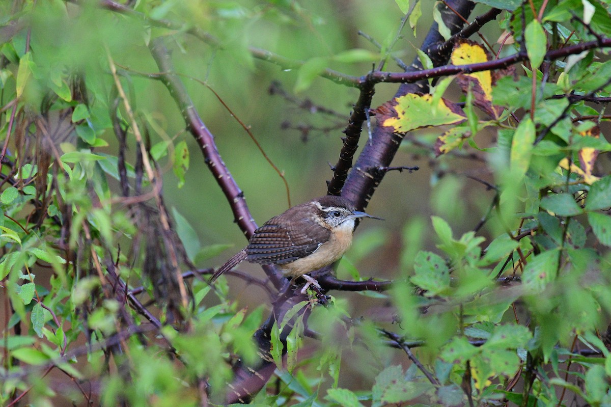 Carolina Wren - ML642154102