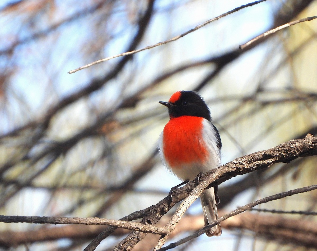 Red-capped Robin - ML642154109