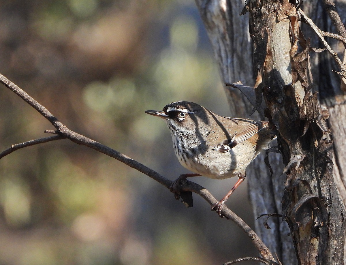 Spotted Scrubwren - ML642154113