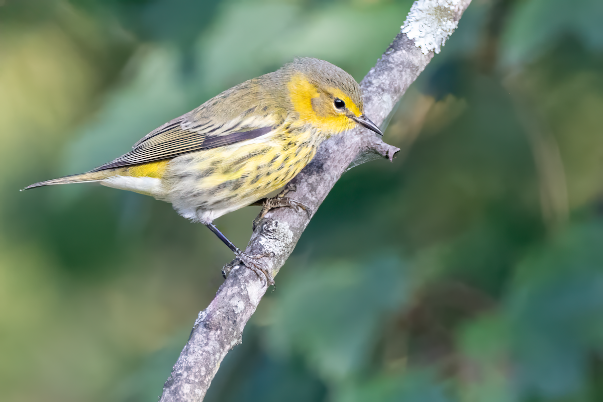 Cape May Warbler - ML642154126