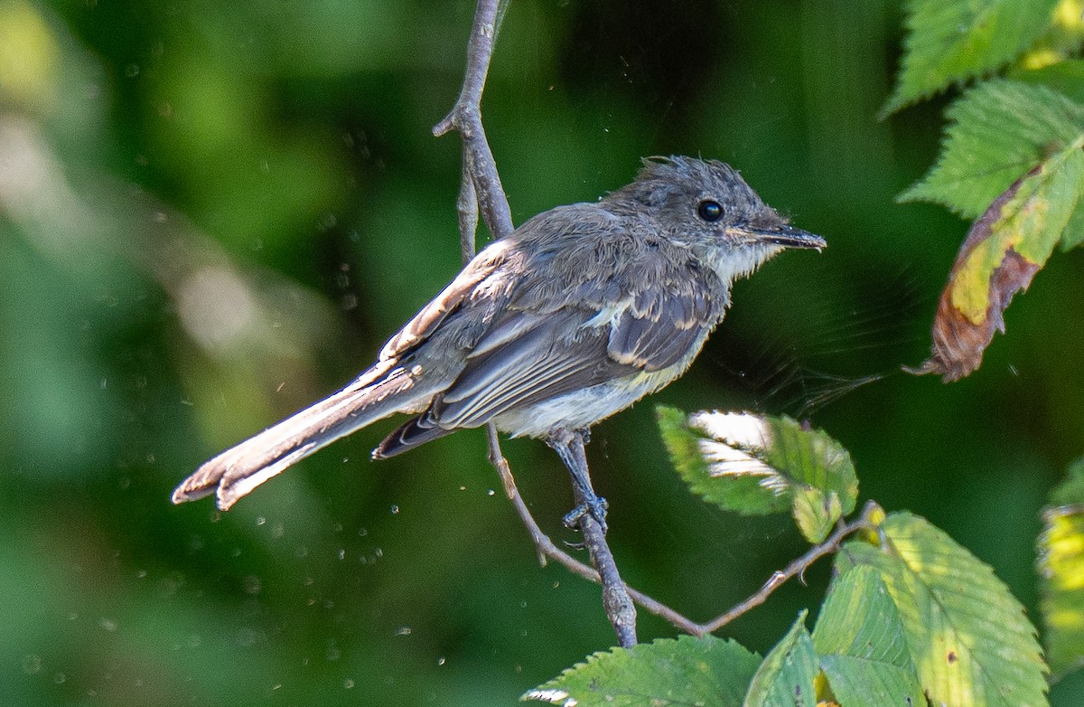 Eastern Phoebe - ML642154128