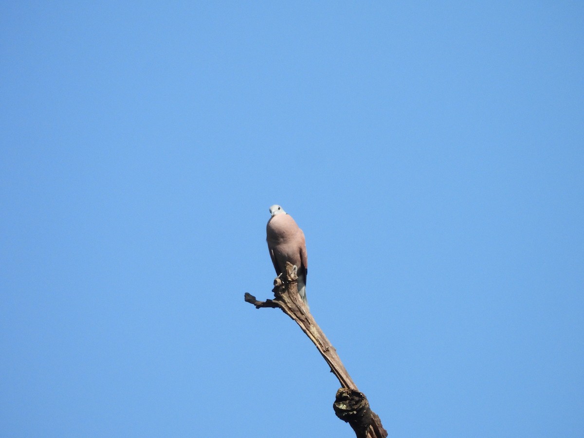 Red Collared-Dove - ML642154134