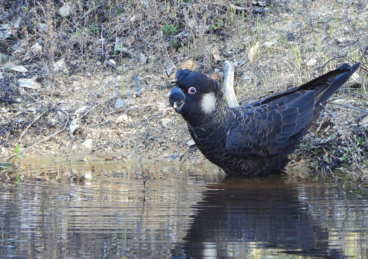 Carnaby's Black-Cockatoo - ML642154146