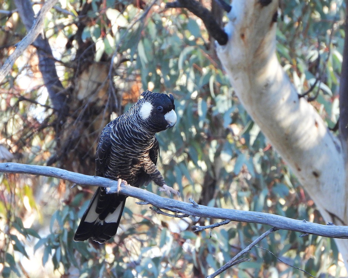 Carnaby's Black-Cockatoo - ML642154149