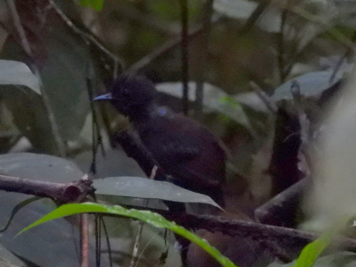 Chestnut-backed Antbird - ML642154152