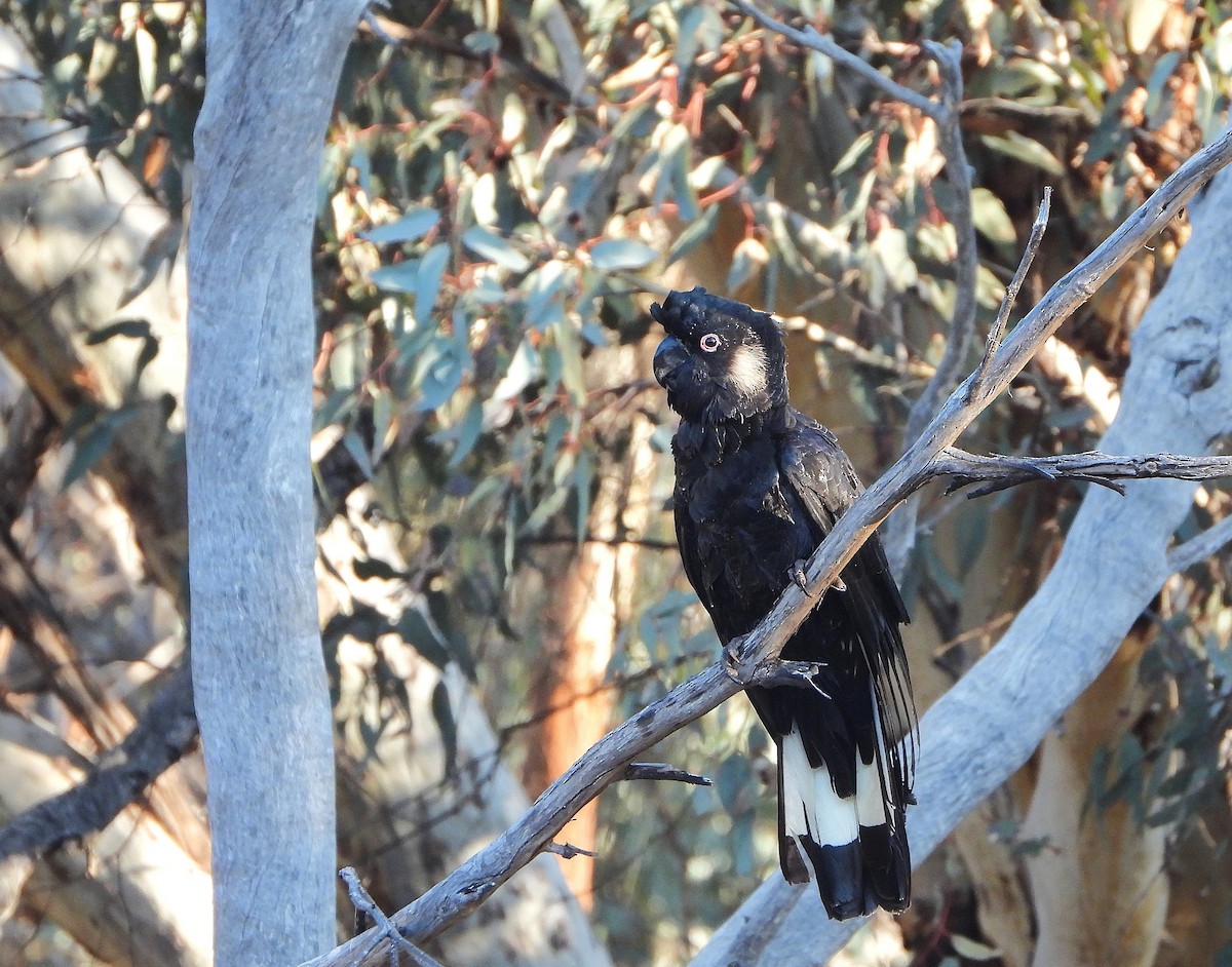 Carnaby's Black-Cockatoo - ML642154154