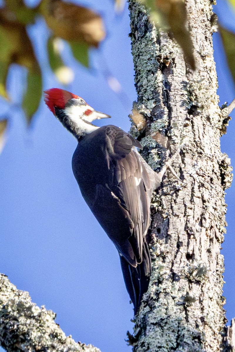 Pileated Woodpecker - ML642154155