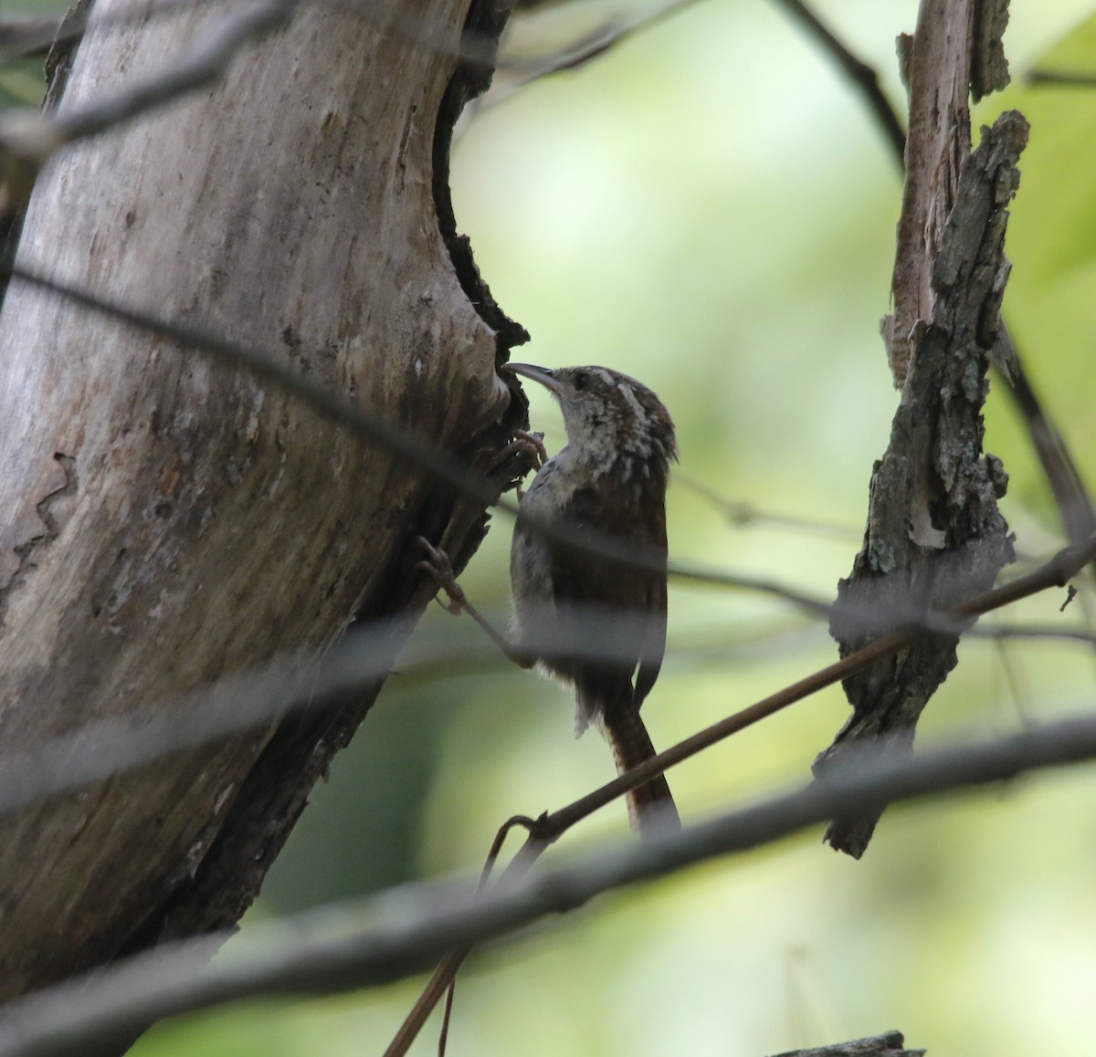 Carolina Wren - ML642154161