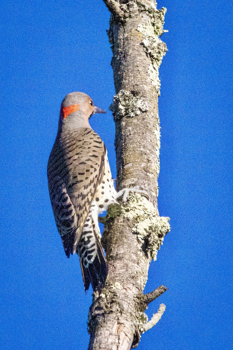 Northern Flicker - ML642154186