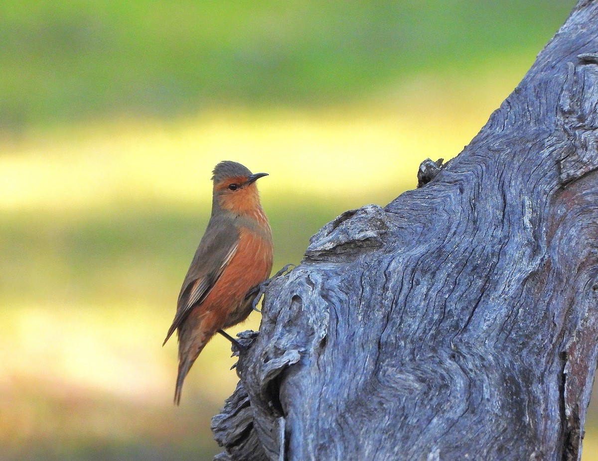 Rufous Treecreeper - ML642154187