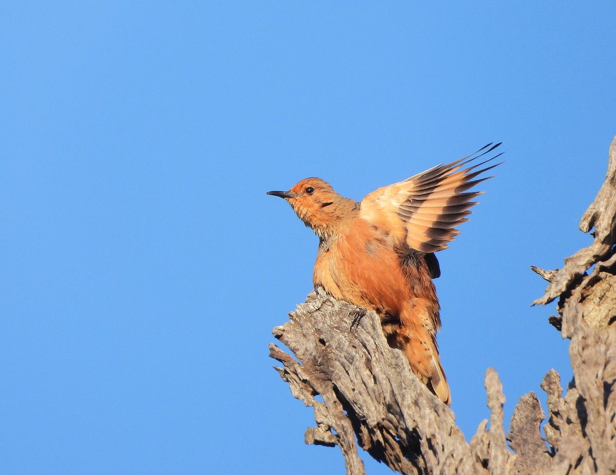 Rufous Treecreeper - ML642154193