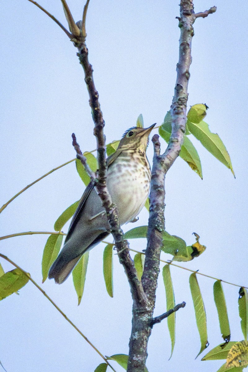 Swainson's Thrush - ML642154198