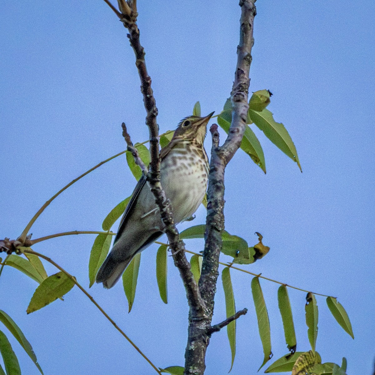 Swainson's Thrush - ML642154199