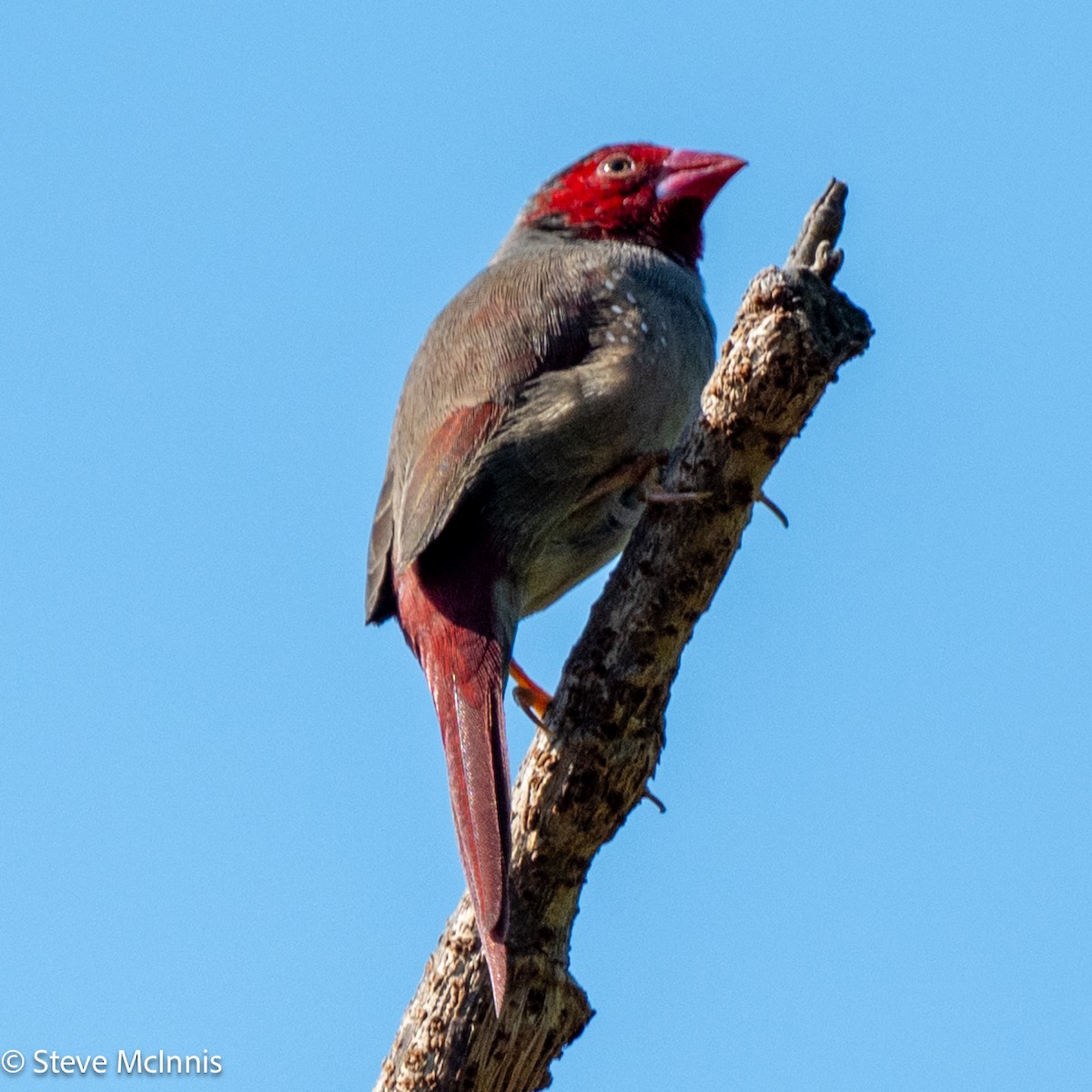 Crimson Finch - ML642154214