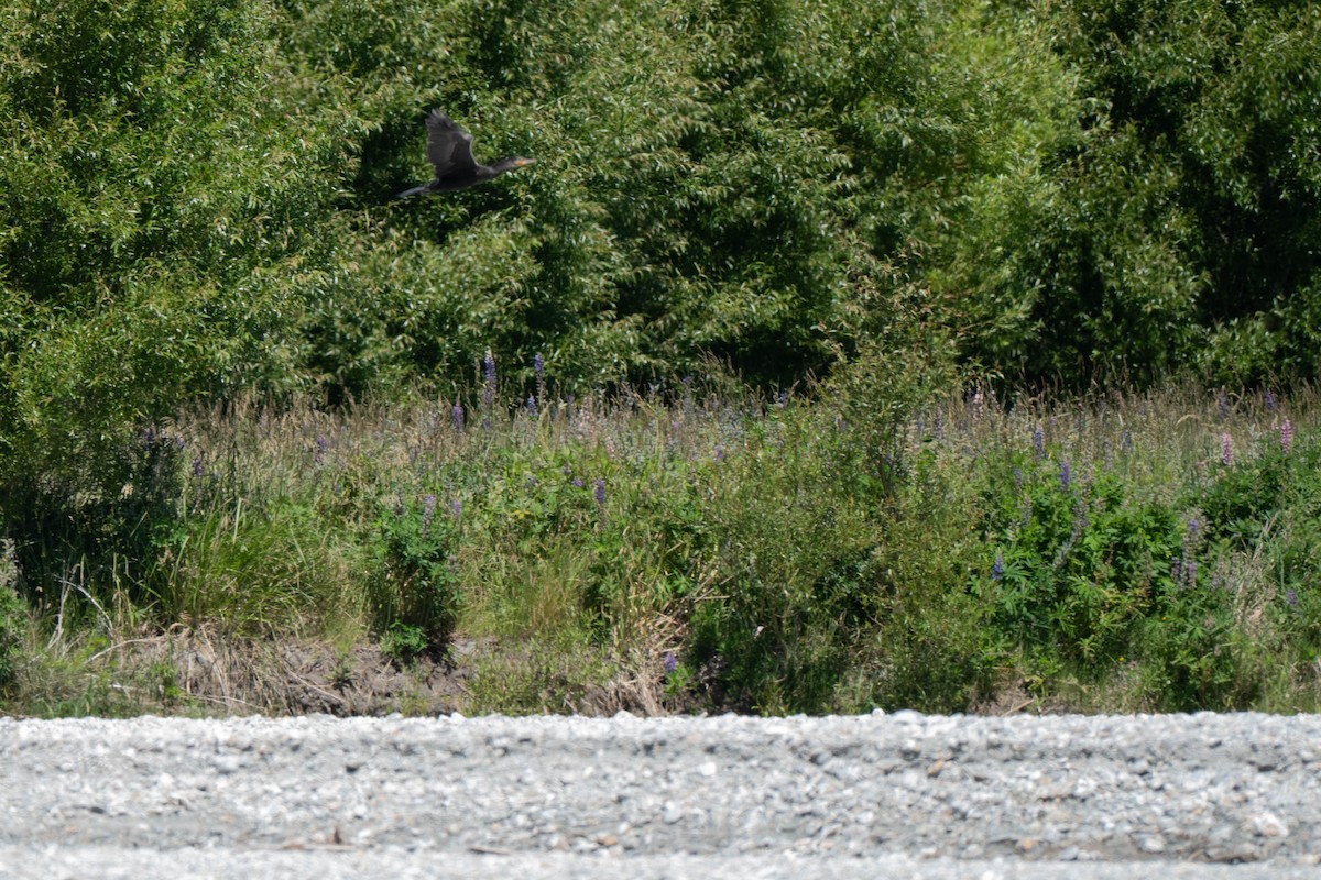 kormorán velký - ML642154218