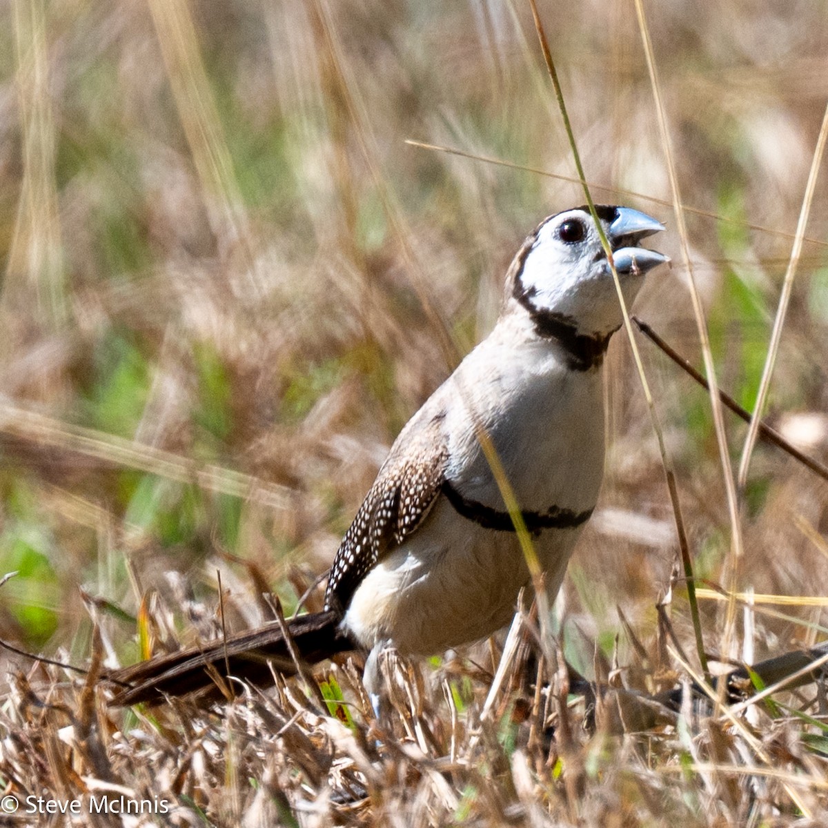 Double-barred Finch - ML642154226