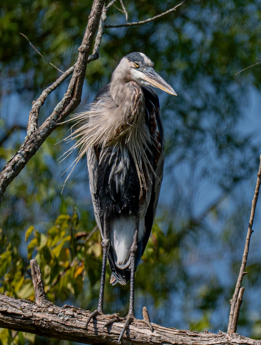 Great Blue Heron - ML642154230