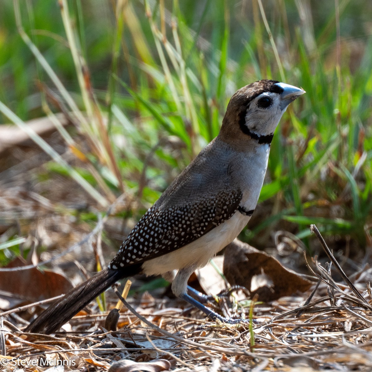 Double-barred Finch - ML642154255