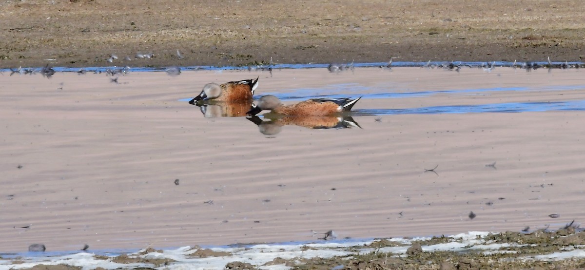 Red Shoveler - ML642154277