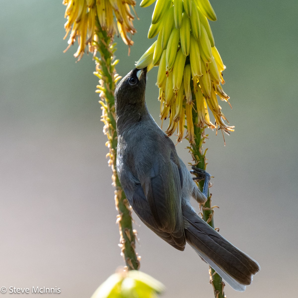 White-gaped Honeyeater - ML642154283