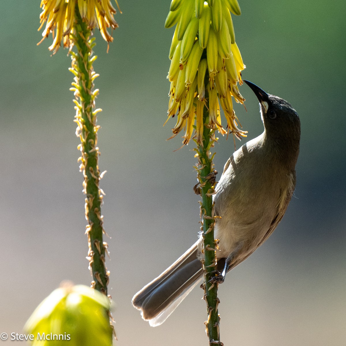 White-gaped Honeyeater - ML642154284