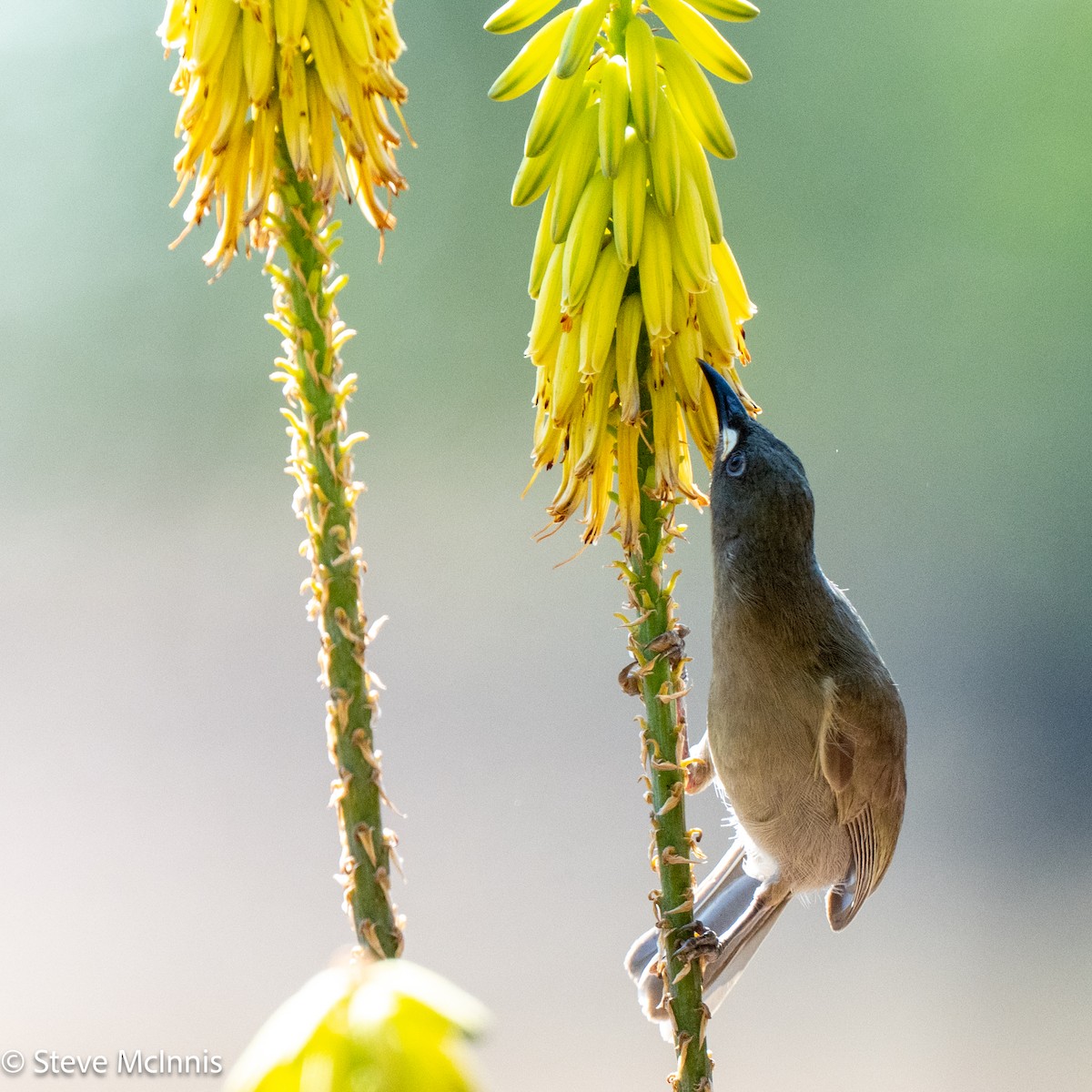 White-gaped Honeyeater - ML642154285