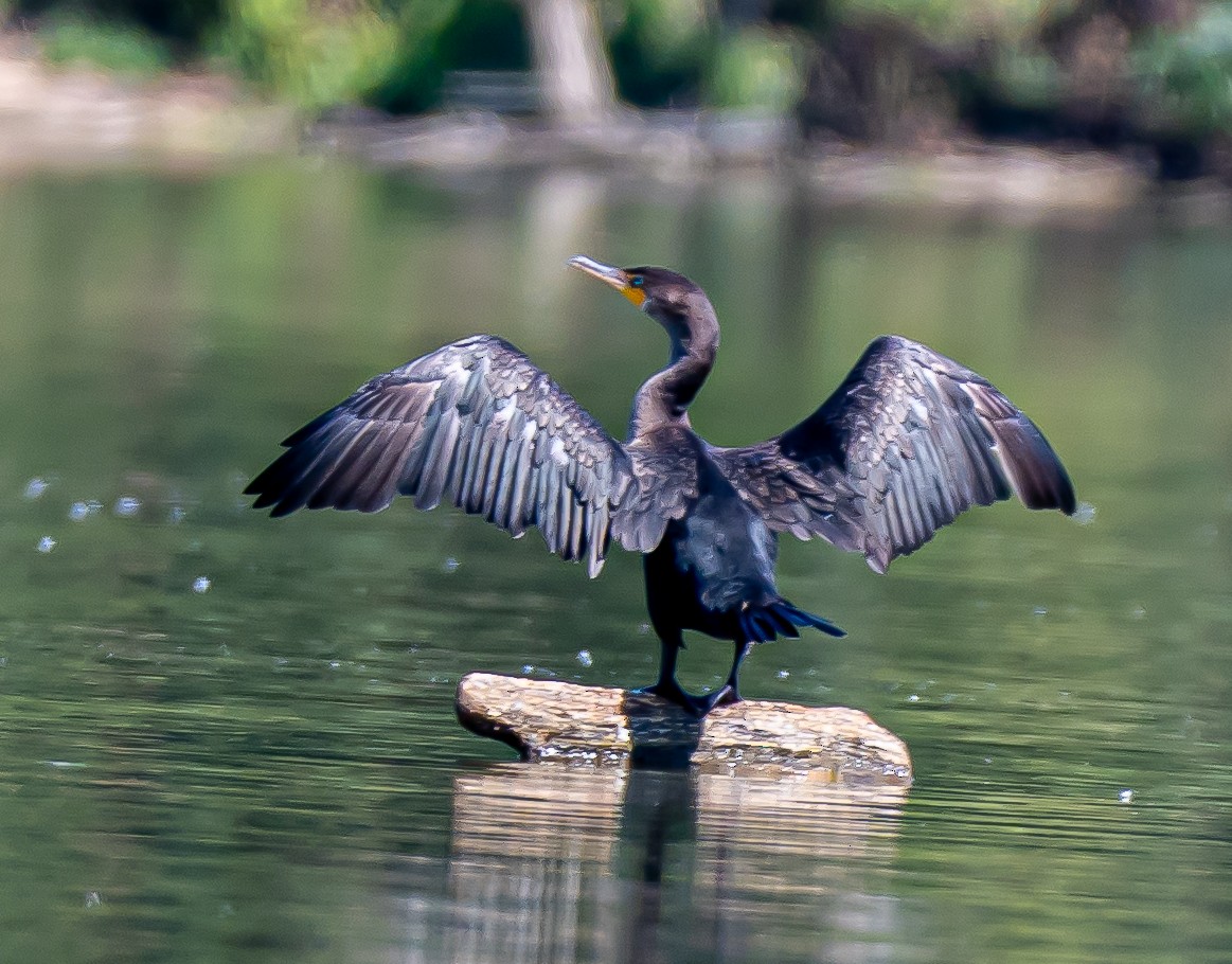 Double-crested Cormorant - ML642154299