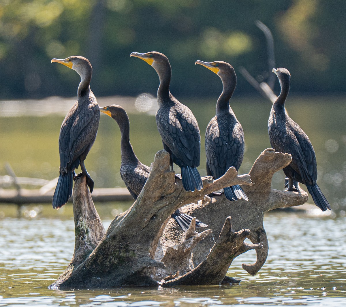 Double-crested Cormorant - ML642154300