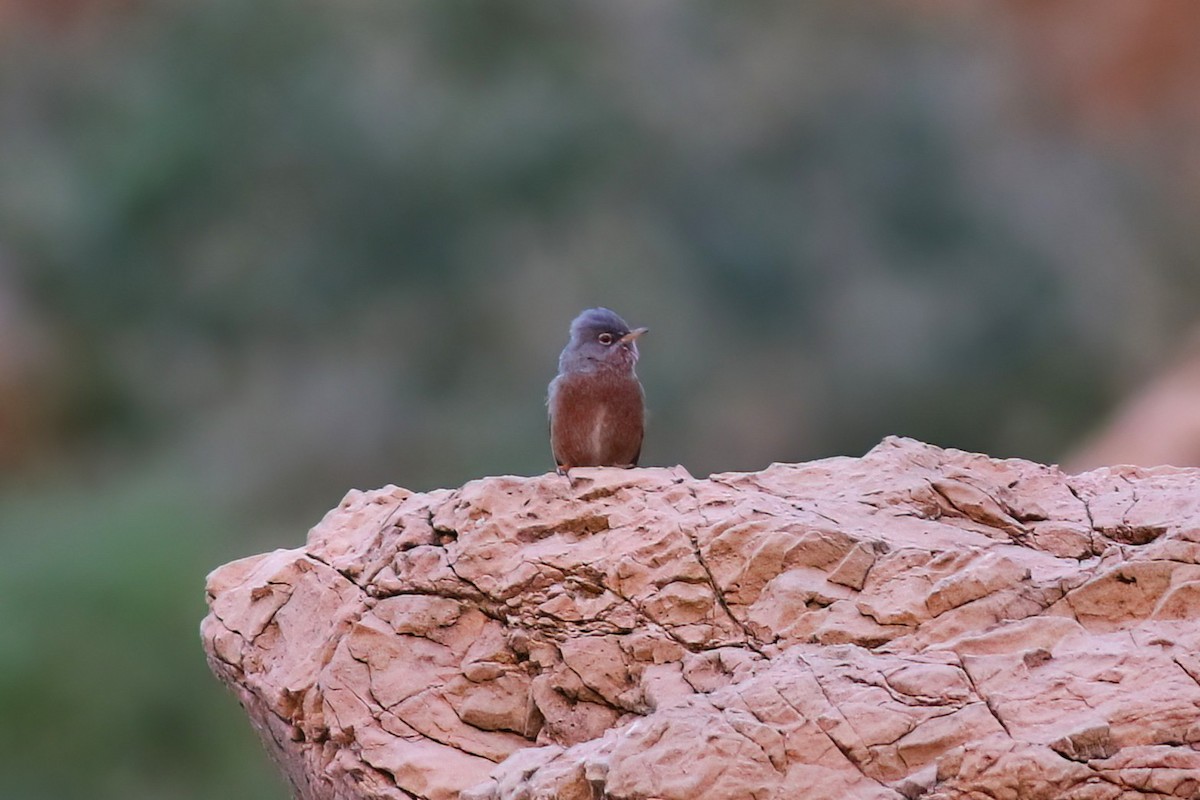 Tristram's Warbler - ML642154301