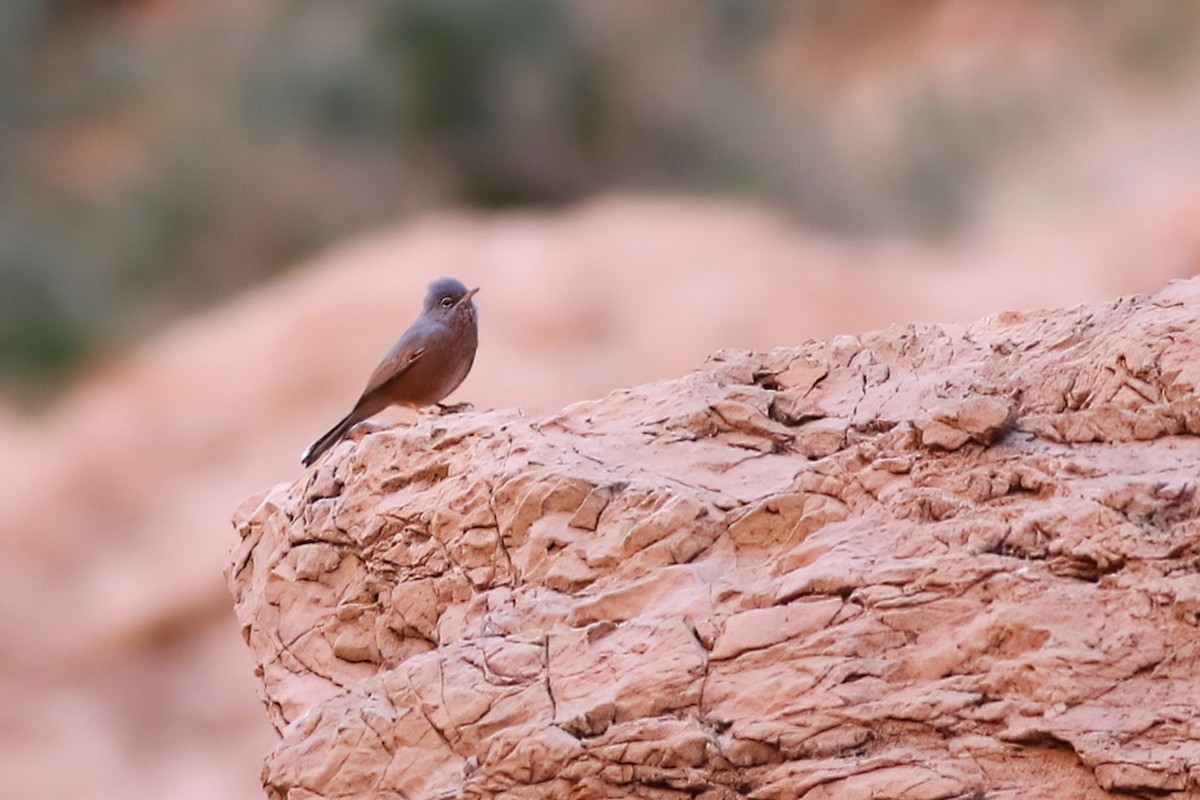 Tristram's Warbler - ML642154302
