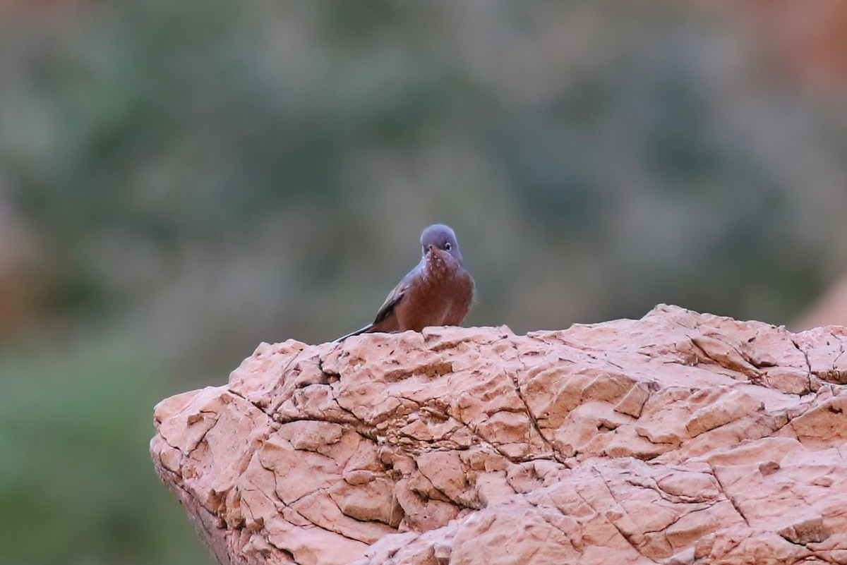 Tristram's Warbler - ML642154303
