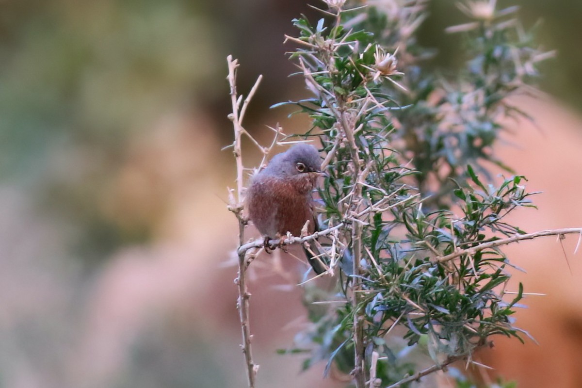 Tristram's Warbler - ML642154304