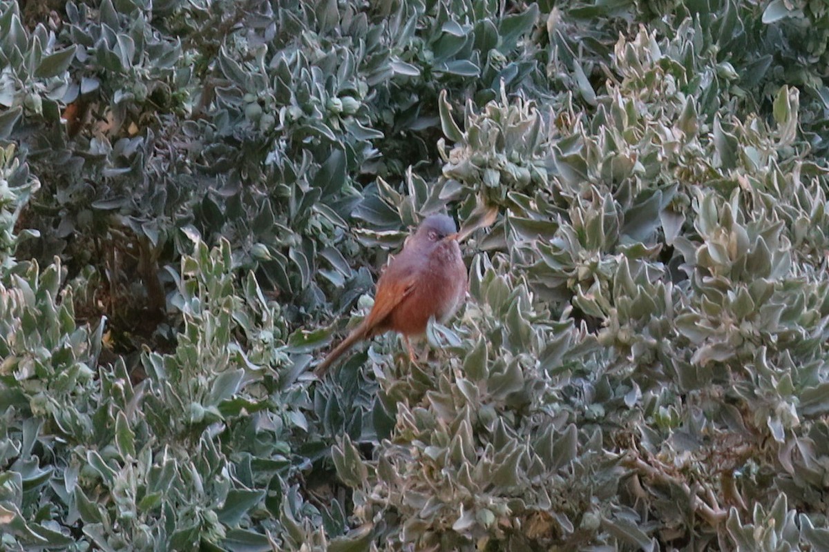 Tristram's Warbler - ML642154305