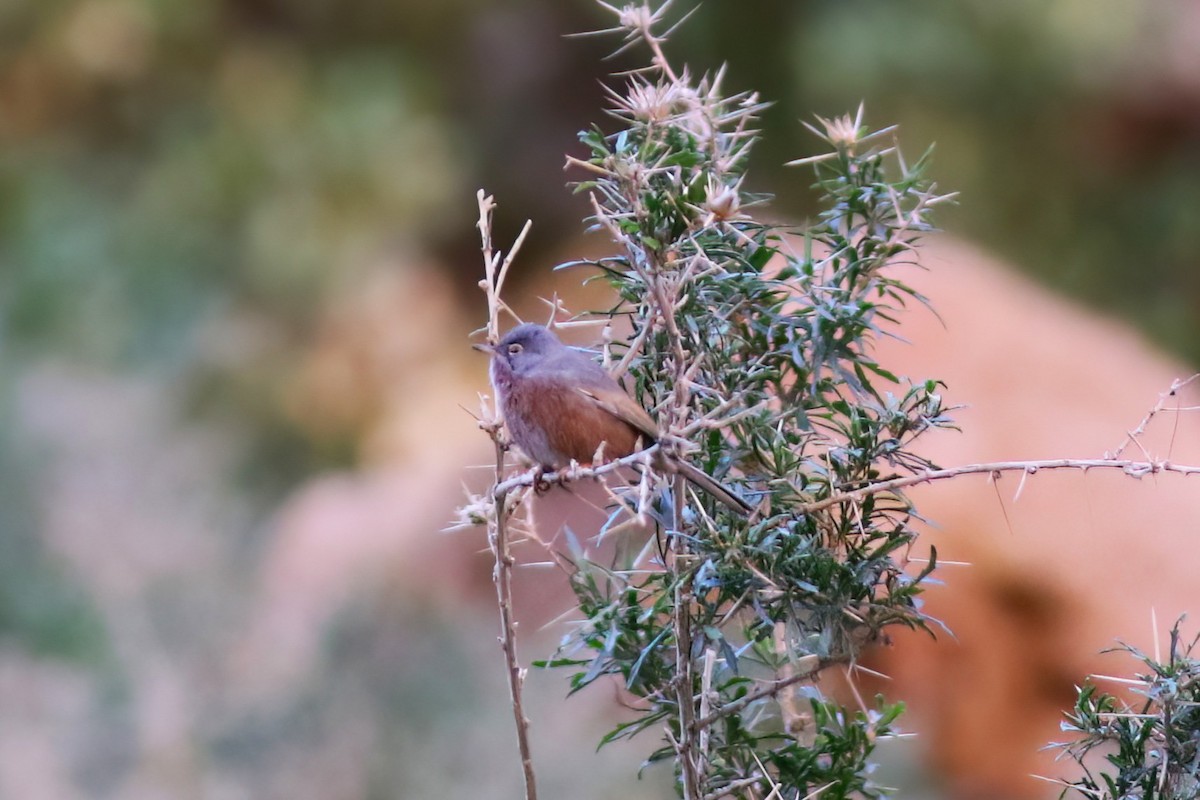 Tristram's Warbler - ML642154306