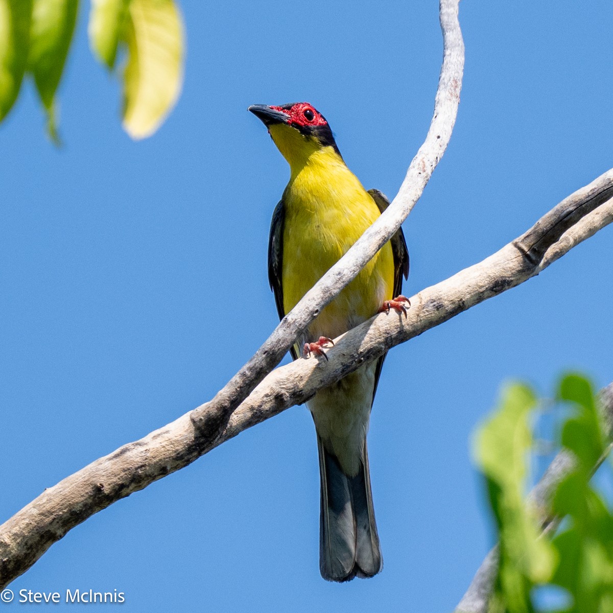 Australasian Figbird - ML642154316