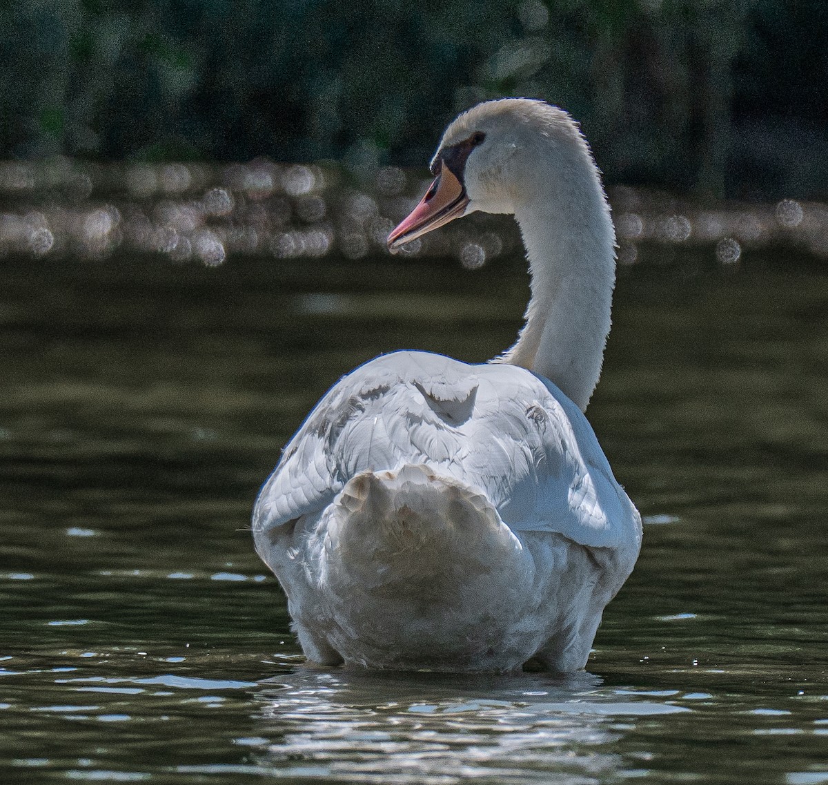 Mute Swan - ML642154325