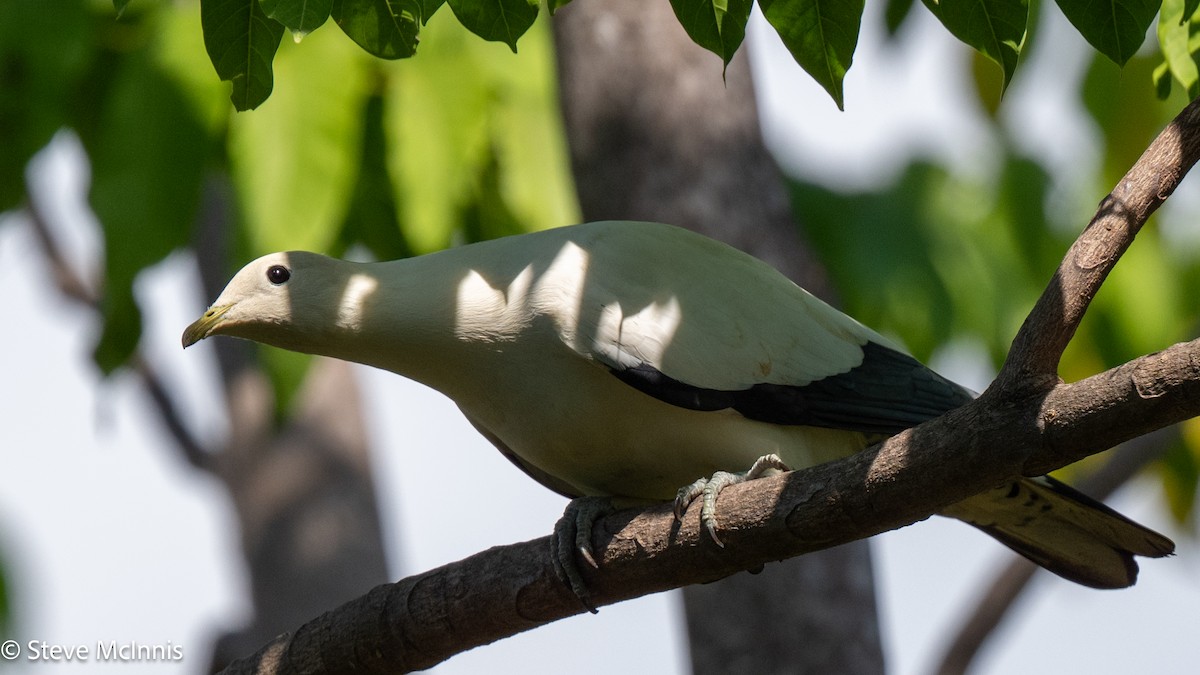 Torresian Imperial-Pigeon - ML642154333