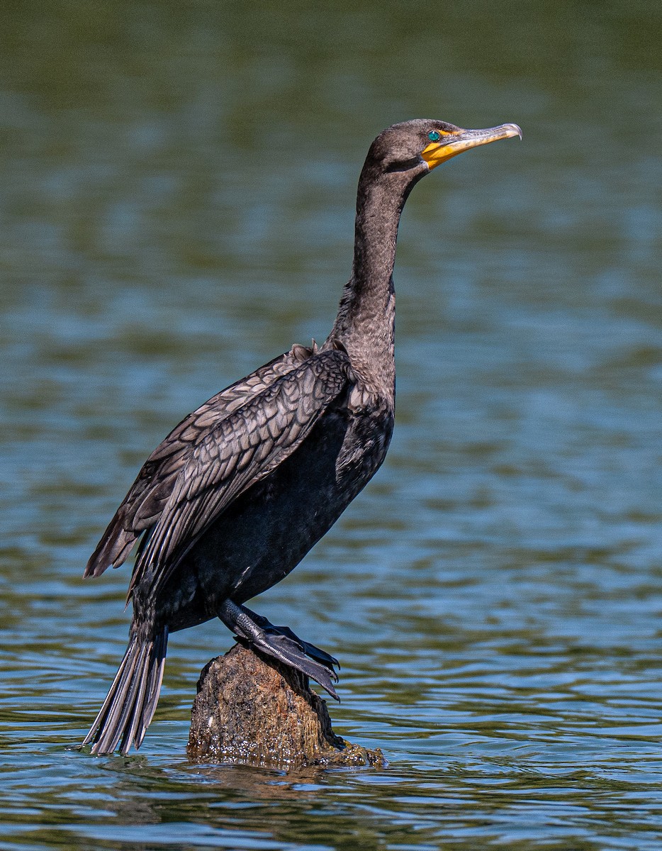 Double-crested Cormorant - ML642154348