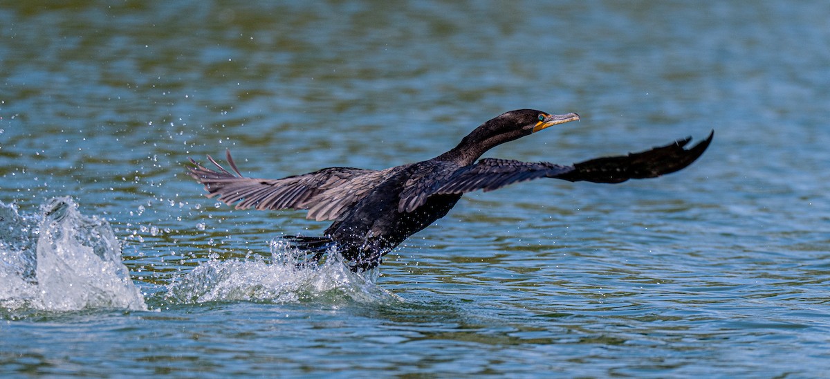 Double-crested Cormorant - ML642154349