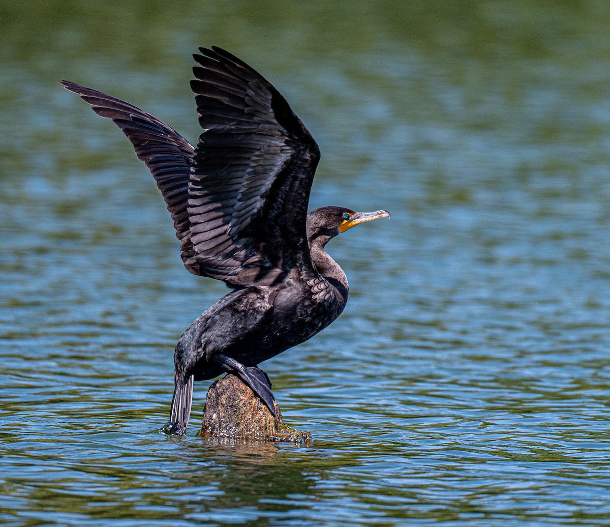 Double-crested Cormorant - ML642154350