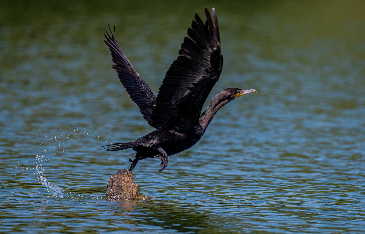 Double-crested Cormorant - ML642154351