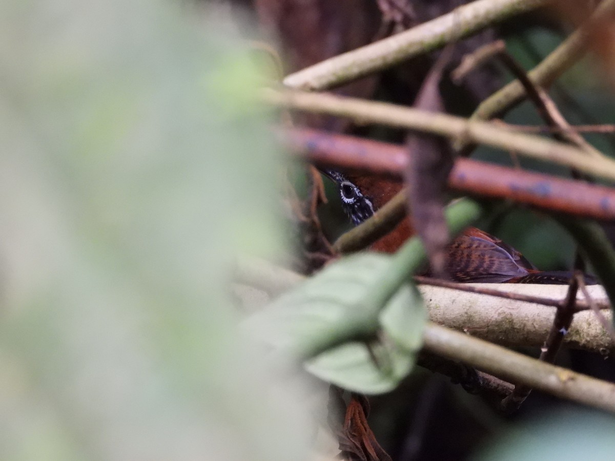 Riverside Wren - ML642154374
