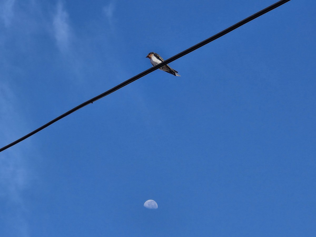 Pacific Swallow - ML642154379