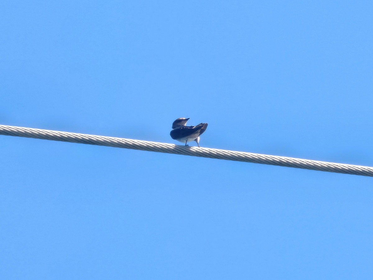 Pacific Swallow - ML642154380