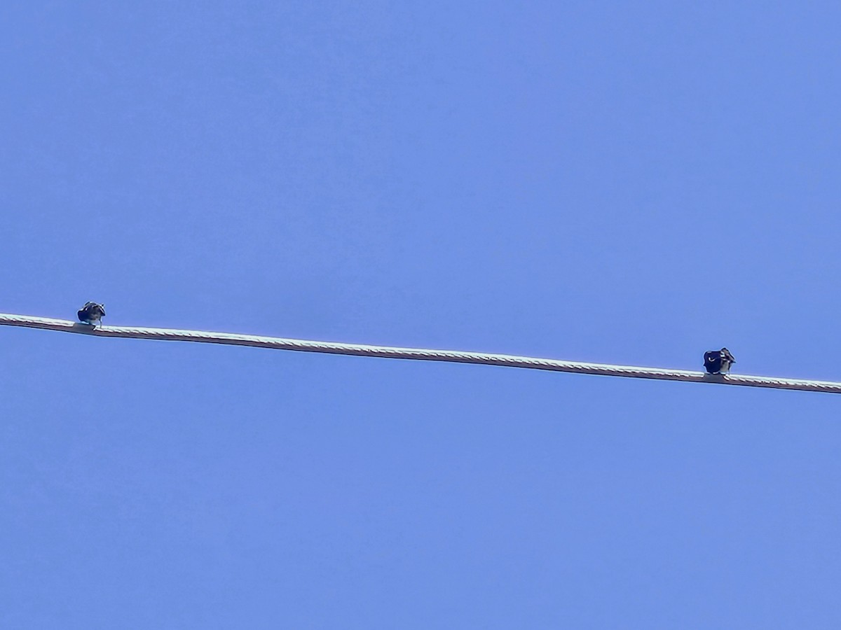 Pacific Swallow - ML642154381