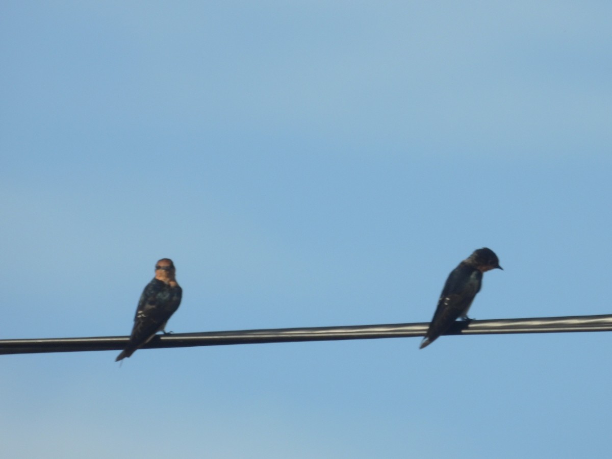Pacific Swallow - ML642154382