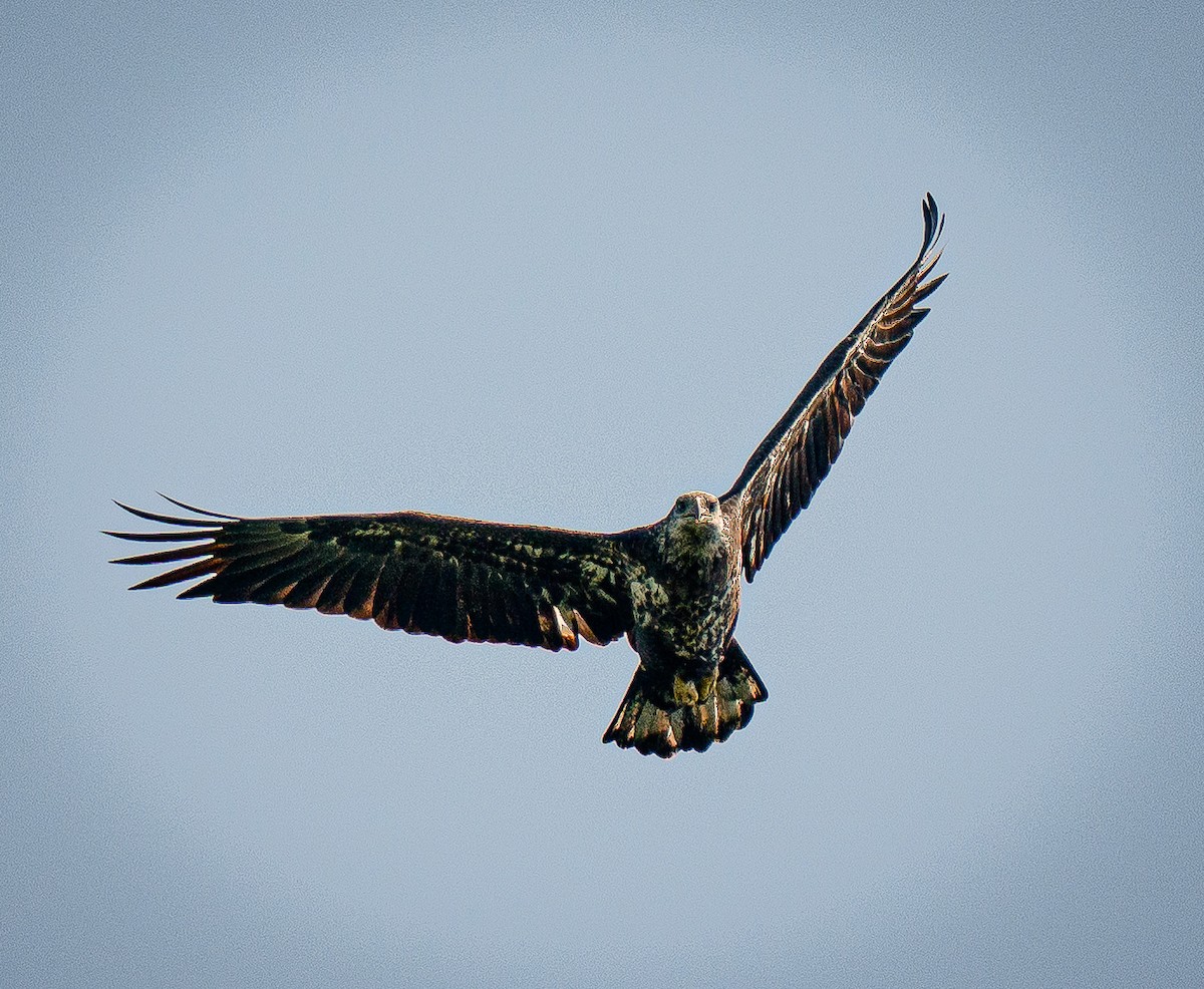 Weißkopf-Seeadler - ML642154385